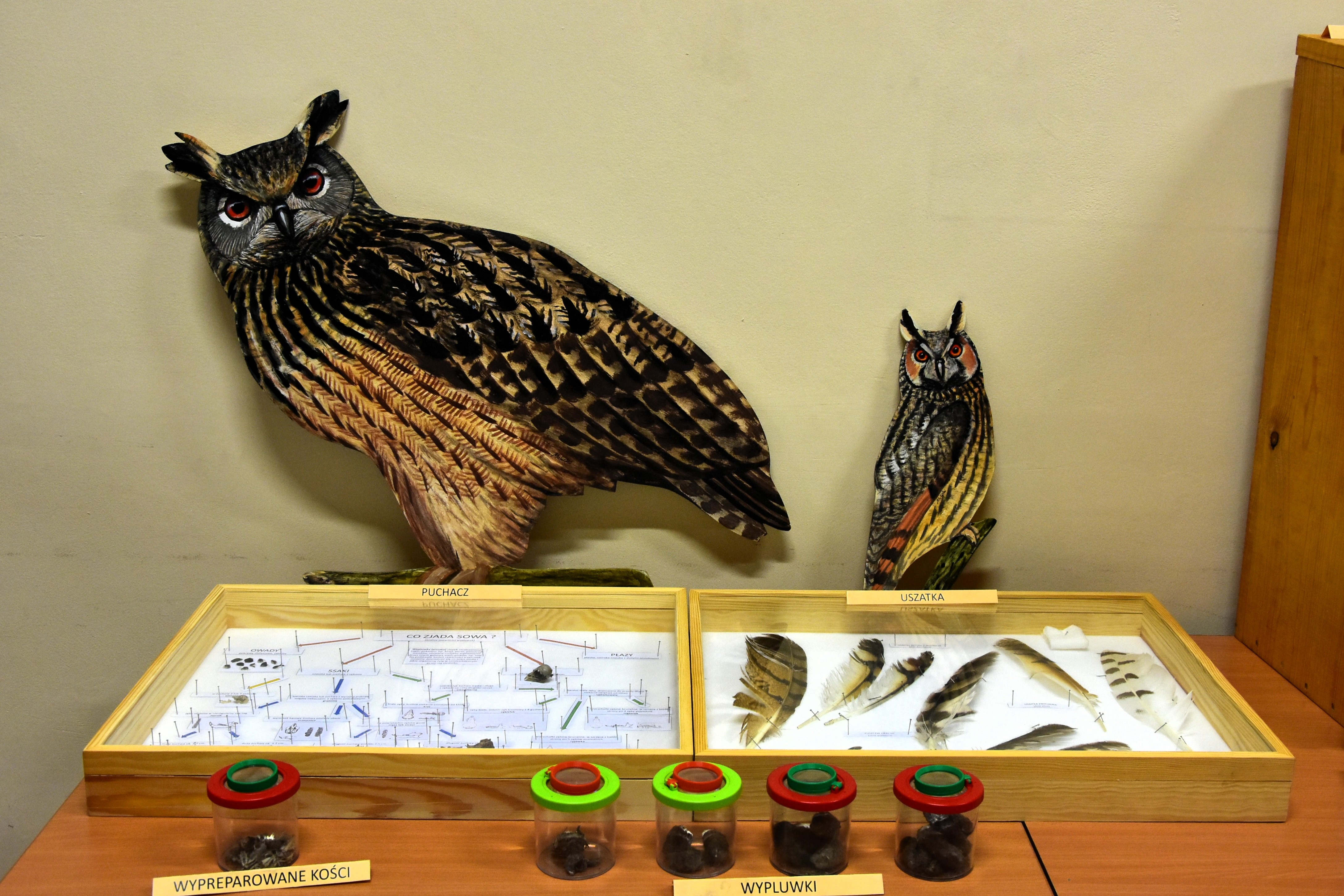 Drewniane modele sów, wypluwki, sowie pióra.